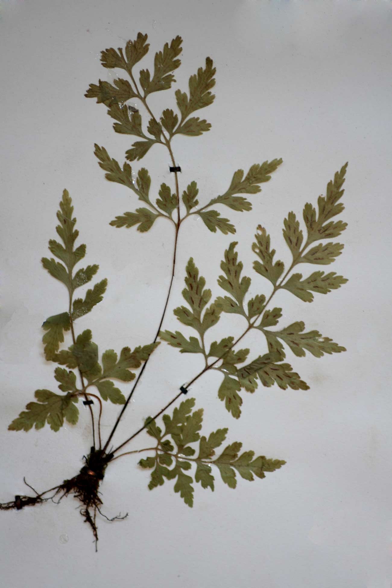 Asplenium pumilum Asplenium pumilum