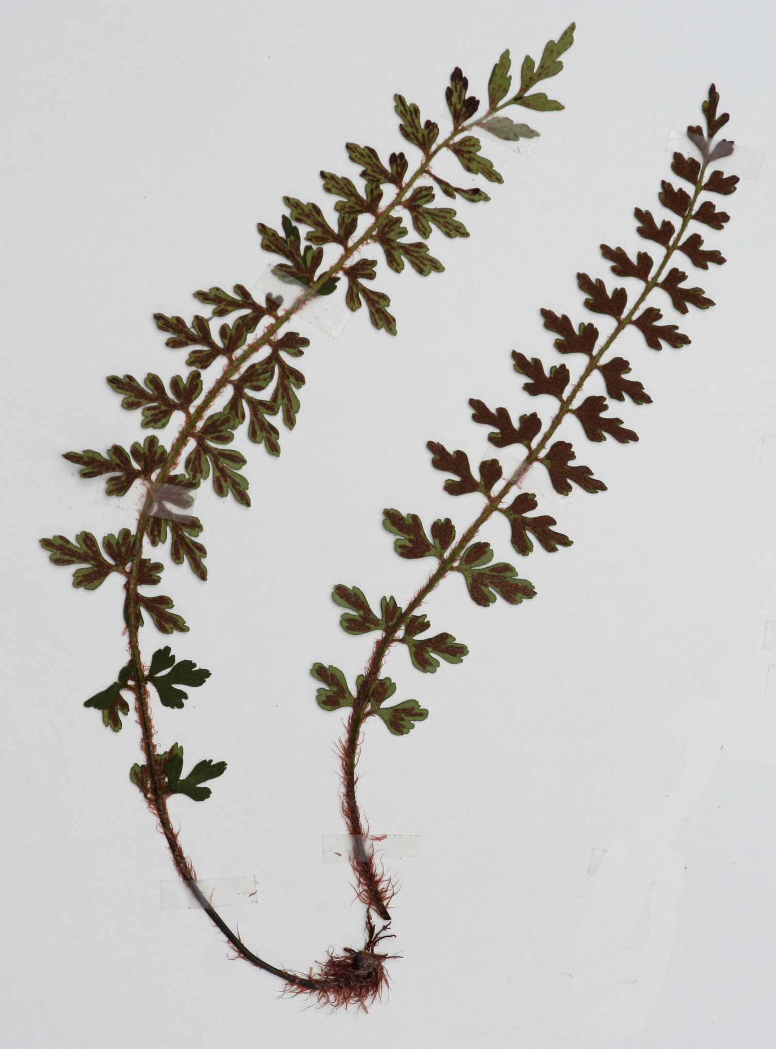 Asplenium stuhlmannii Asplenium stuhlmannii