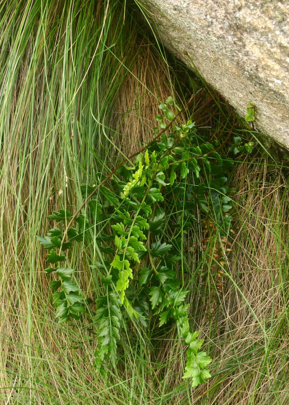 Asplenium stuhlmannii Asplenium stuhlmannii