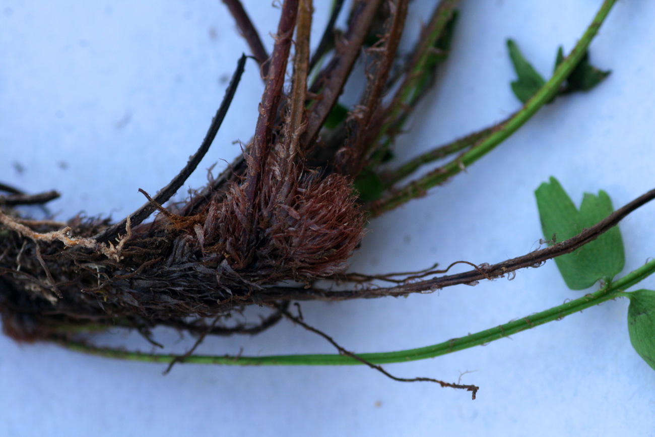 Asplenium stuhlmannii Asplenium stuhlmannii