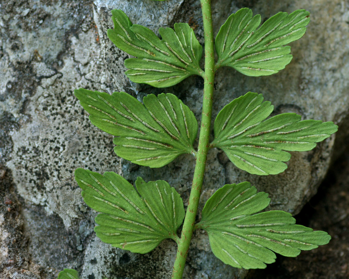 Asplenium stuhlmannii Asplenium stuhlmannii