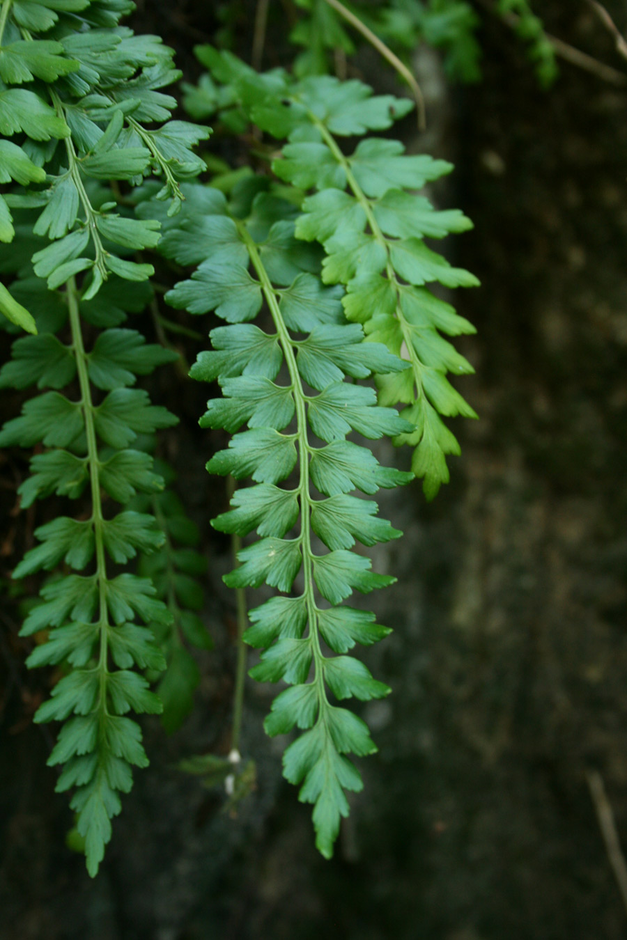 Asplenium stuhlmannii Asplenium stuhlmannii