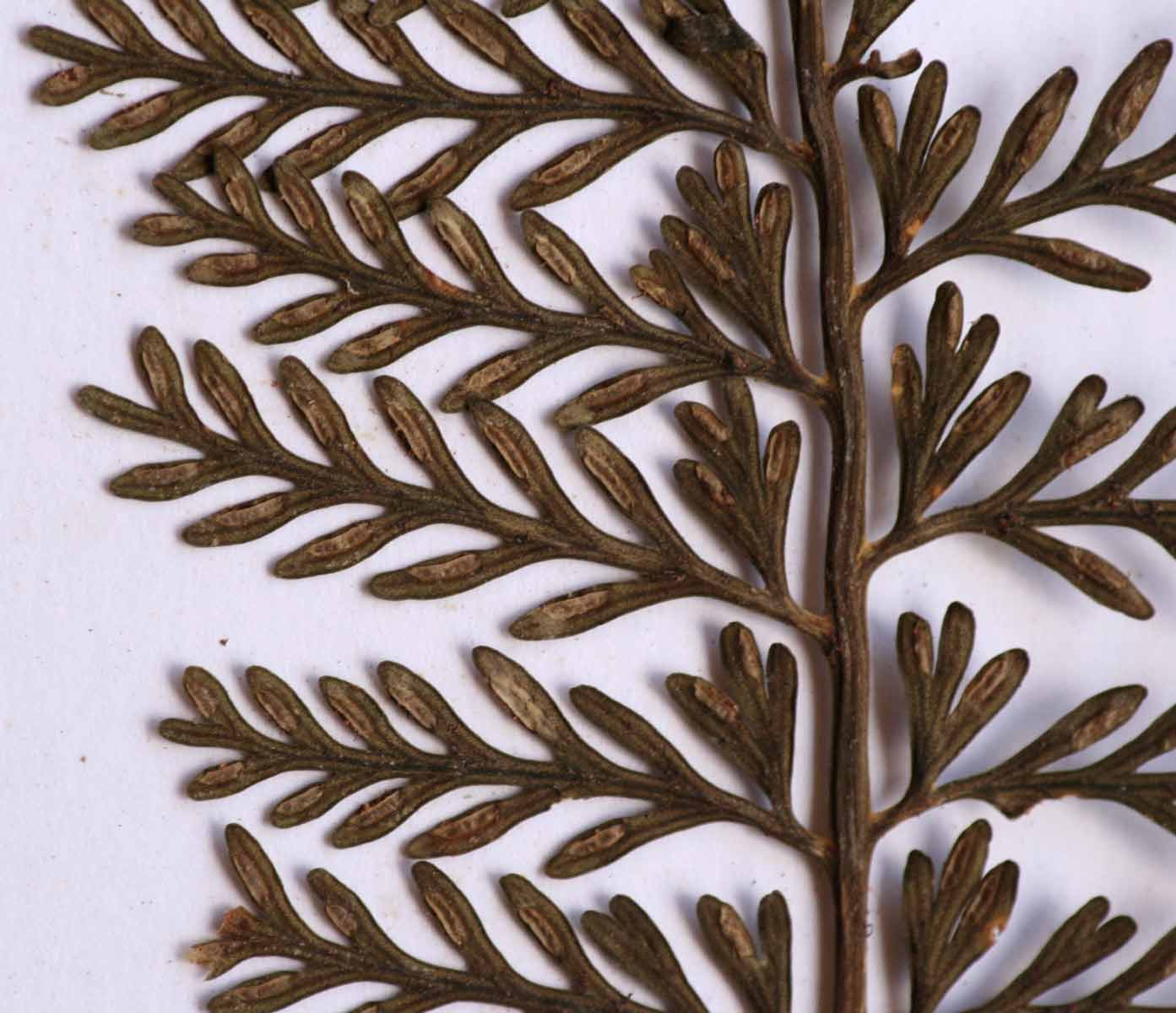 Asplenium rutifolium Asplenium rutifolium