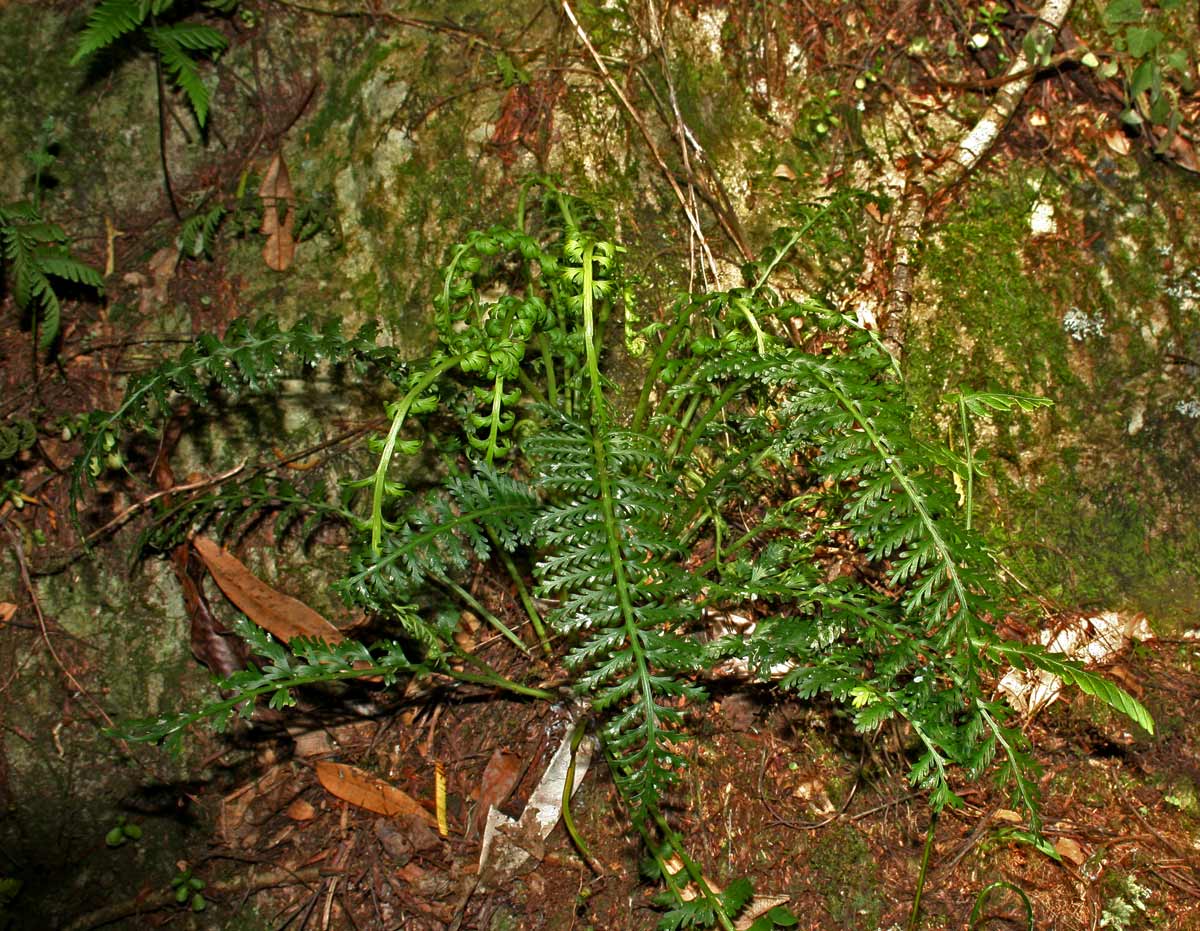 Asplenium rutifolium Asplenium rutifolium