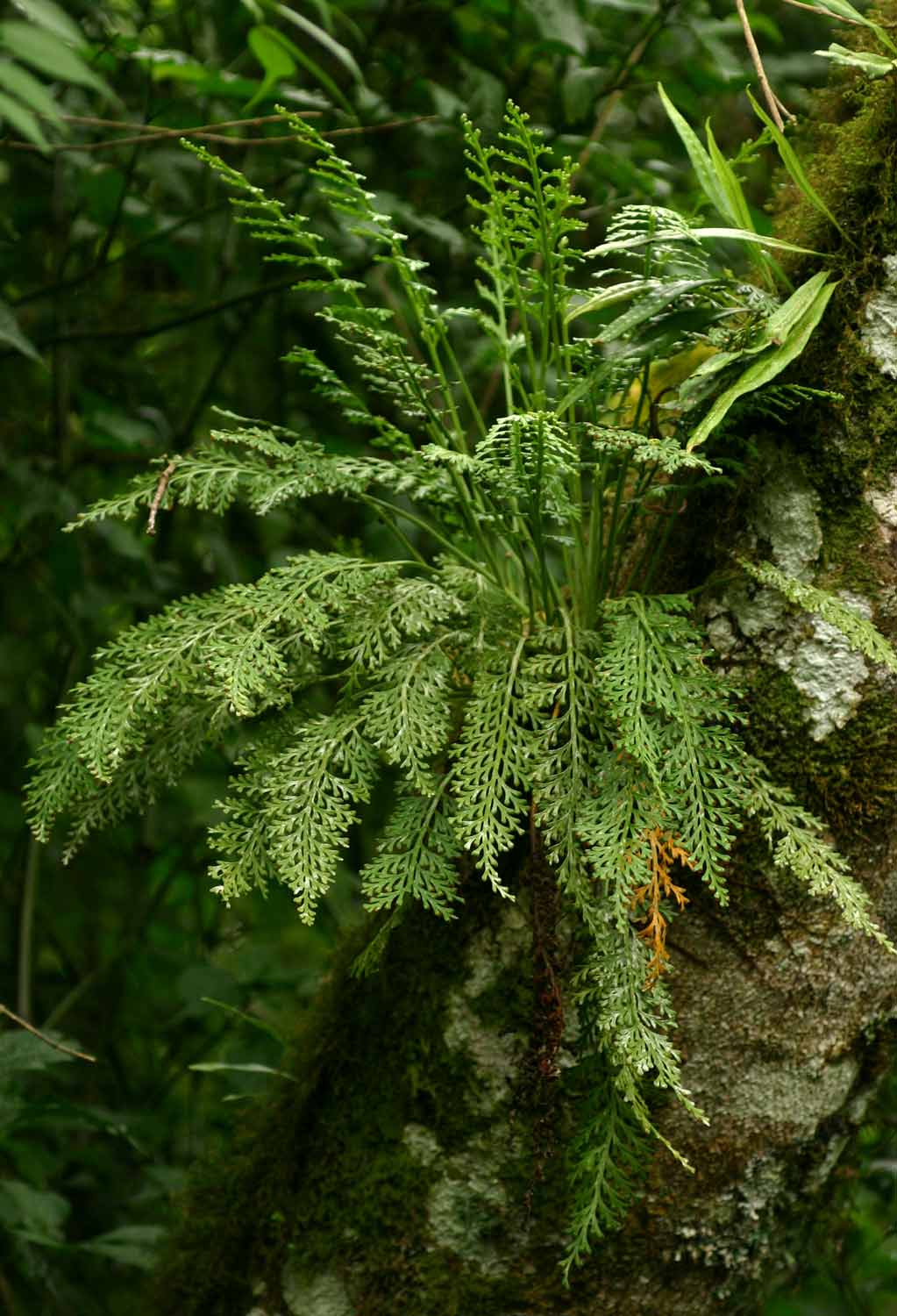 Asplenium rutifolium Asplenium rutifolium