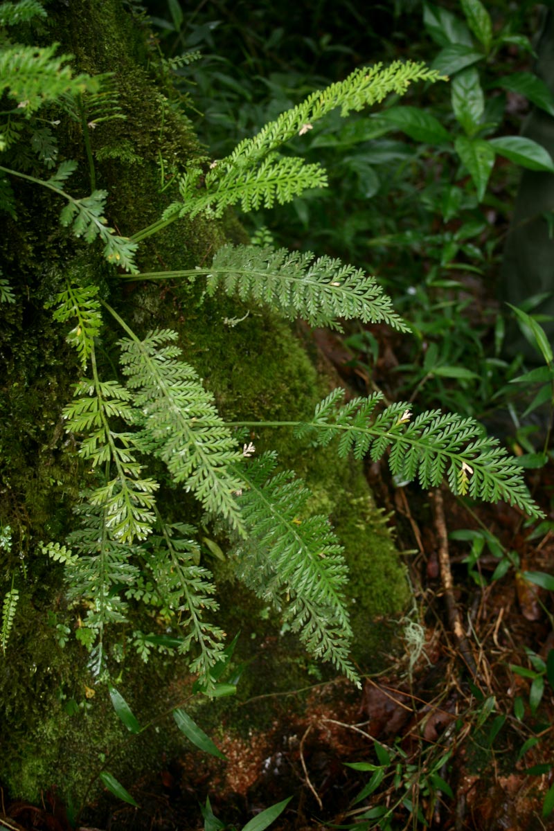 Asplenium rutifolium Asplenium rutifolium