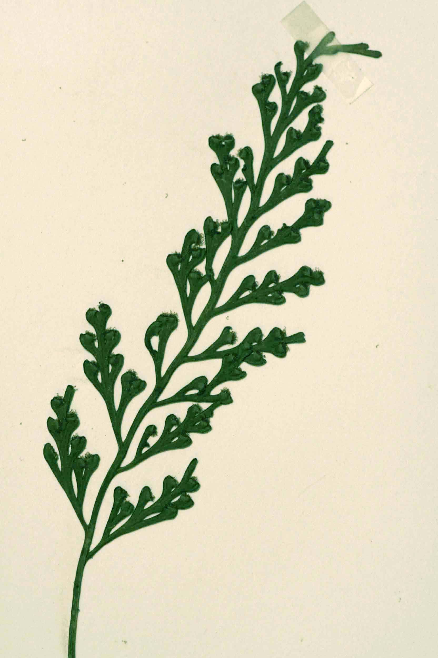 Asplenium theciferum Asplenium theciferum