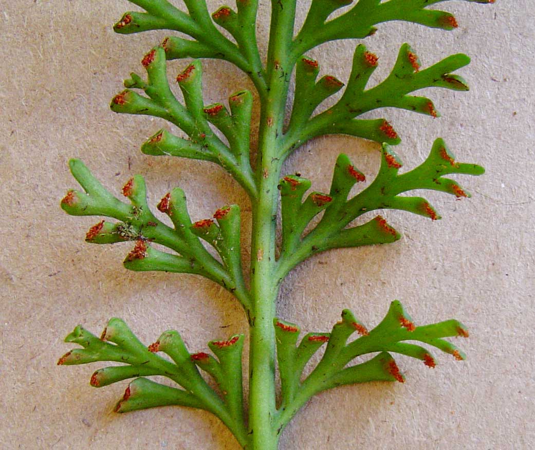 Asplenium theciferum Asplenium theciferum