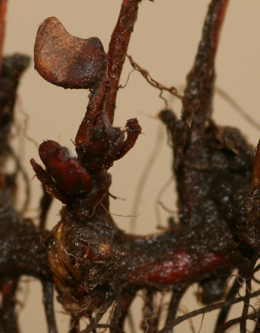 Marsilea ephippiocarpa Marsilea ephippiocarpa