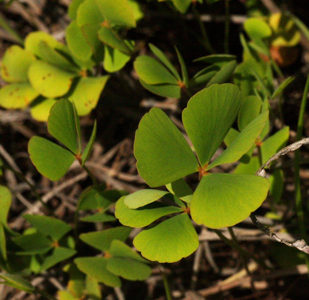Marsilea ephippiocarpa