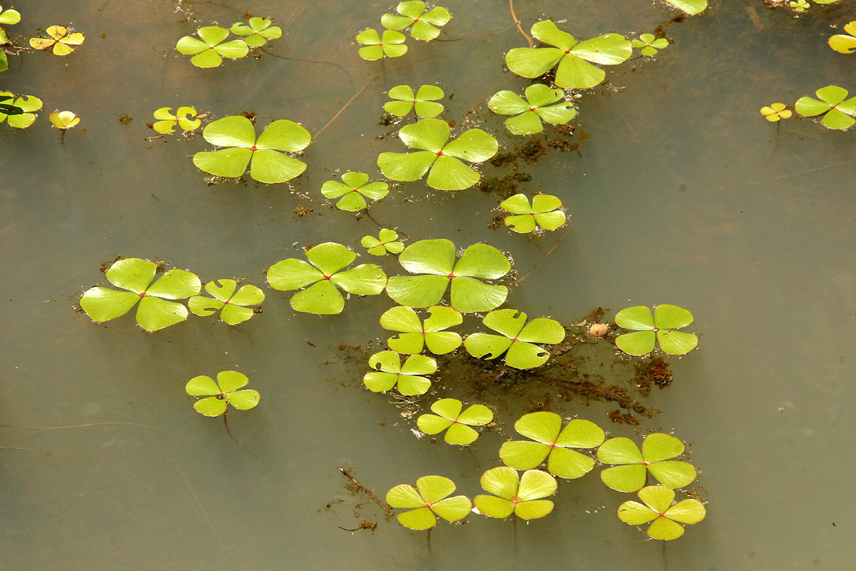 Marsilea ephippiocarpa Marsilea ephippiocarpa