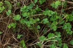 Marsilea minuta var. minuta