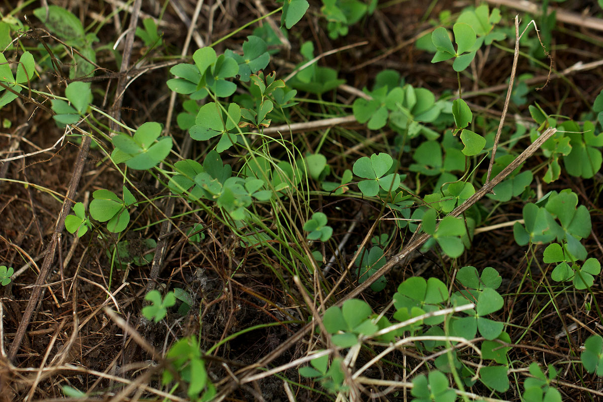 Marsilea minuta var. minuta
