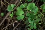 Marsilea minuta var. minuta