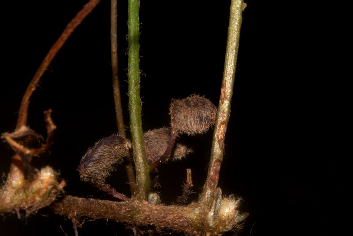 Marsilea minuta var. minuta
