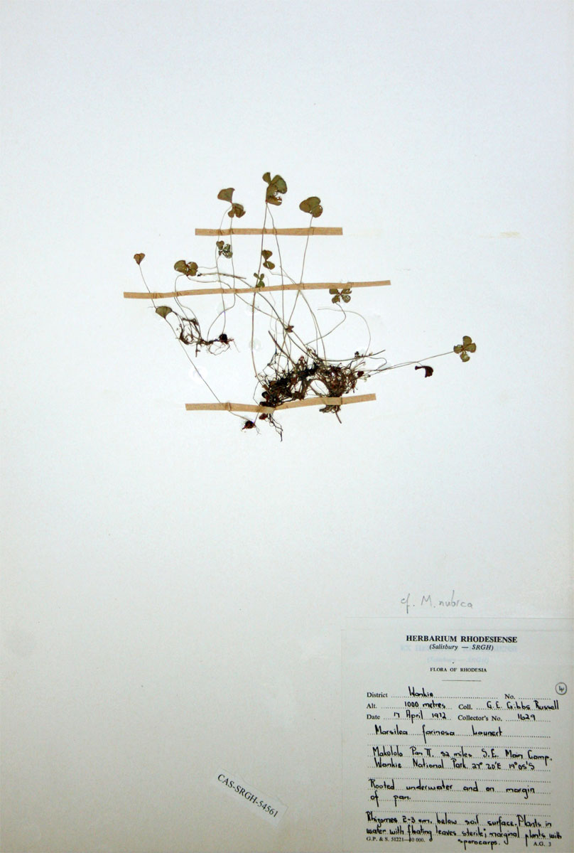 Marsilea nubica var. gymnocarpa