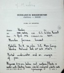 Marsilea nubica var. gymnocarpa