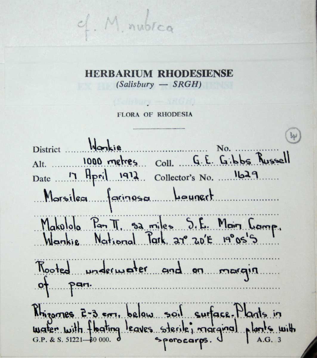 Marsilea nubica var. gymnocarpa Marsilea nubica var. gymnocarpa