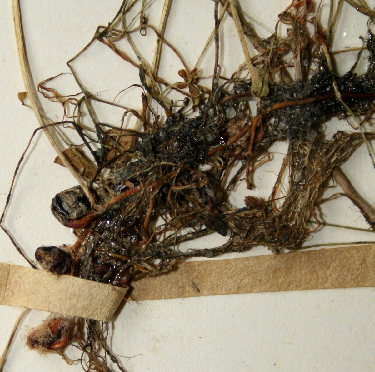 Marsilea nubica var. gymnocarpa