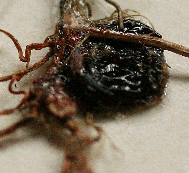 Marsilea nubica var. gymnocarpa