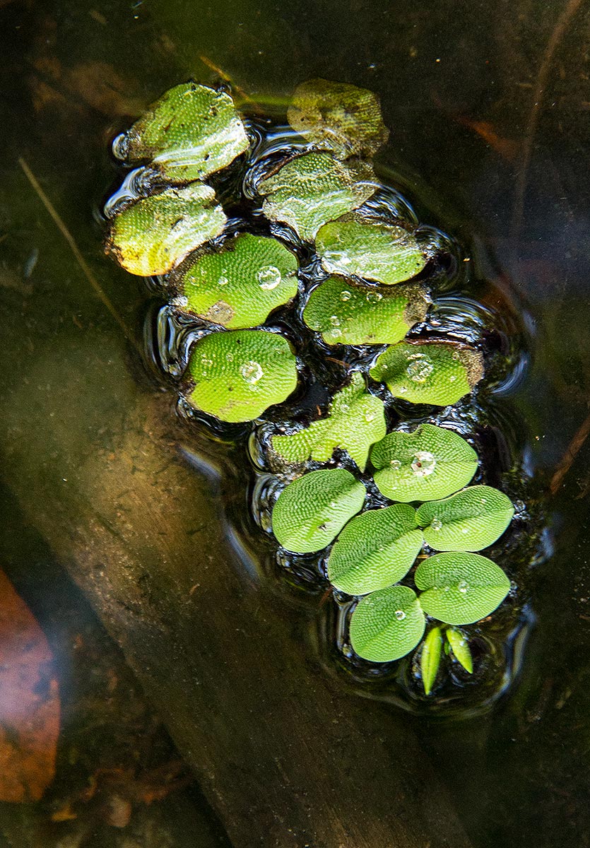 Salvinia molesta