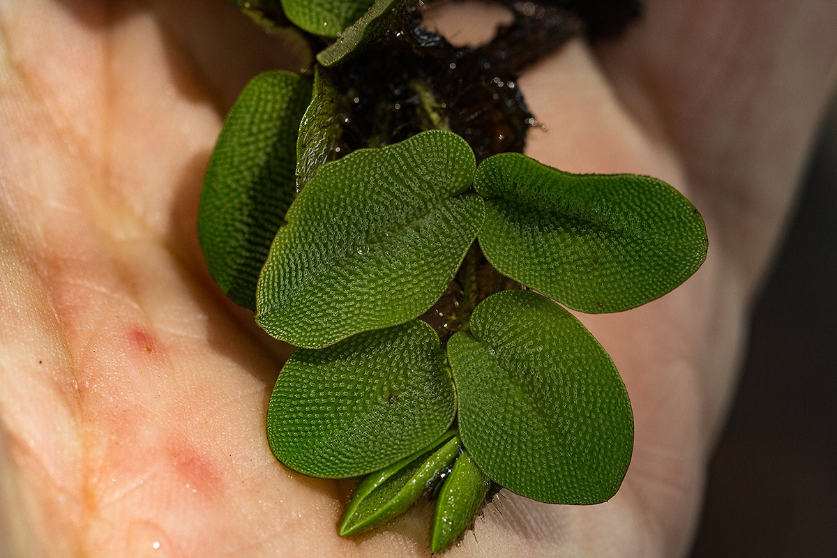 Salvinia molesta