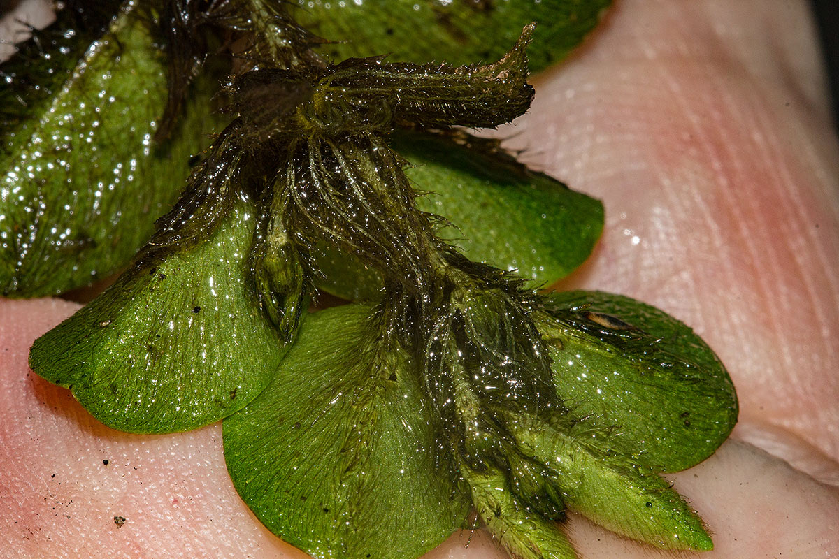 Salvinia molesta