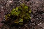 Salvinia molesta