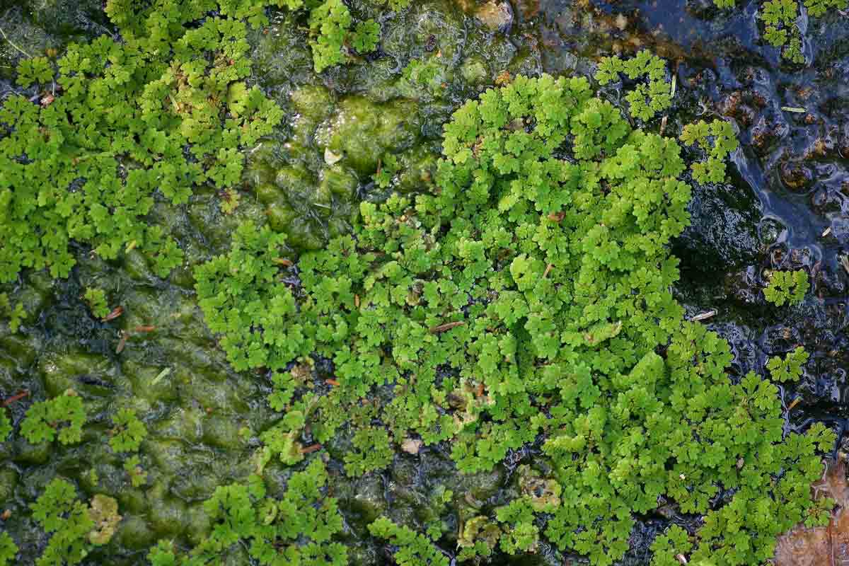 Azolla filiculoides Azolla filiculoides