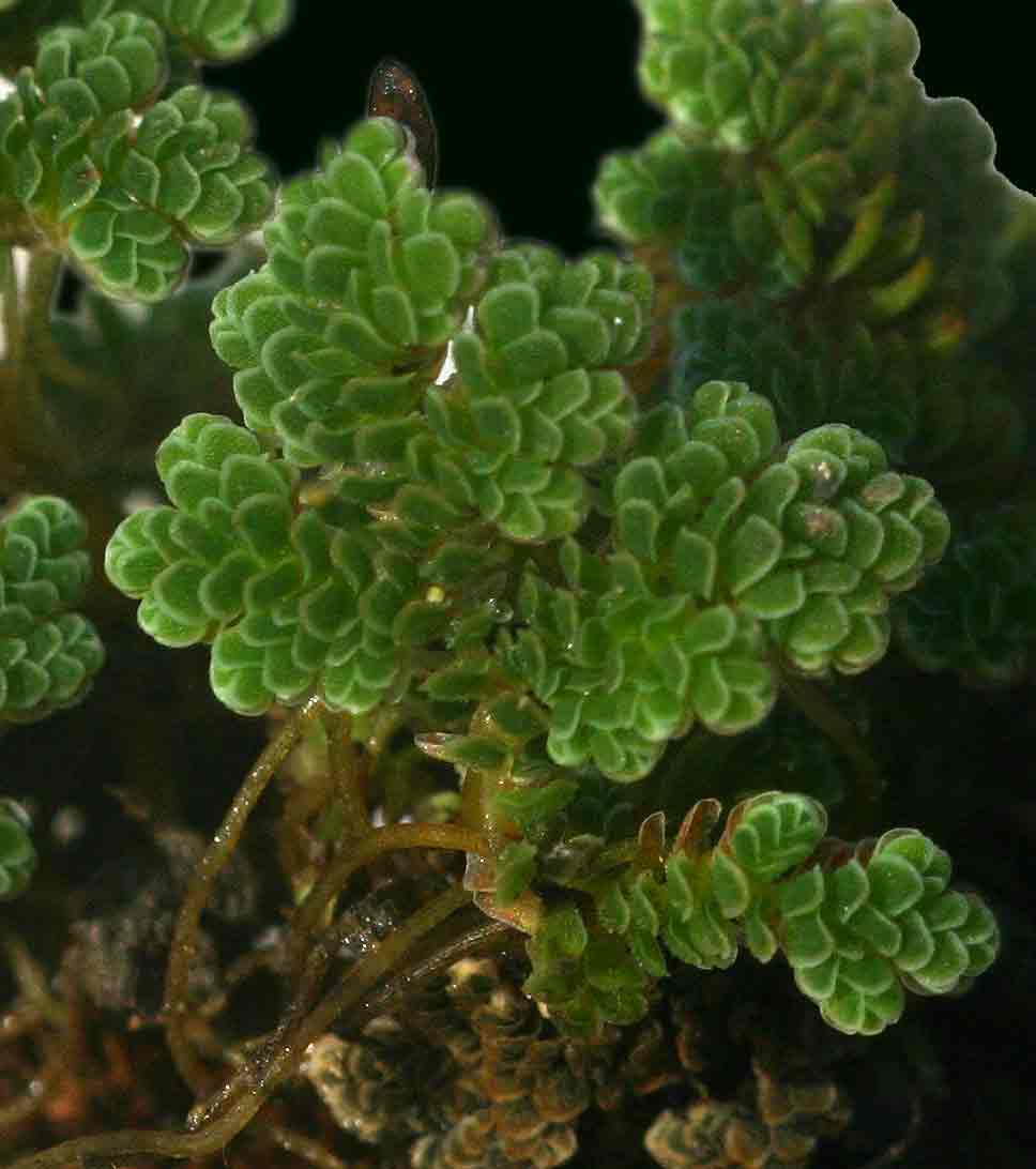 Azolla filiculoides Azolla filiculoides