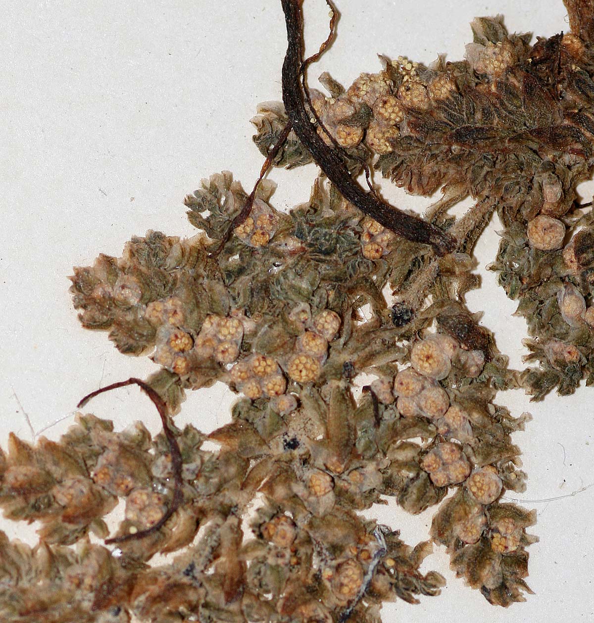 Azolla nilotica Azolla nilotica