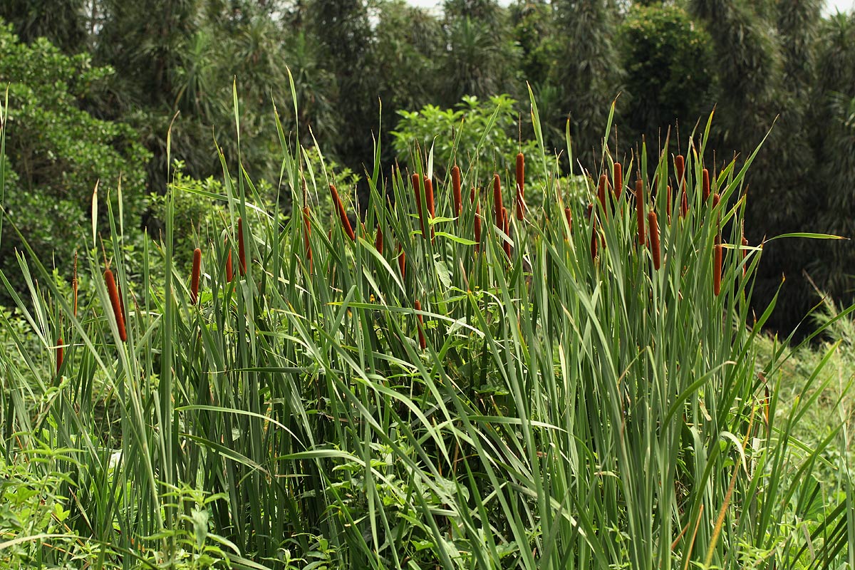 Typha capensis Typha capensis