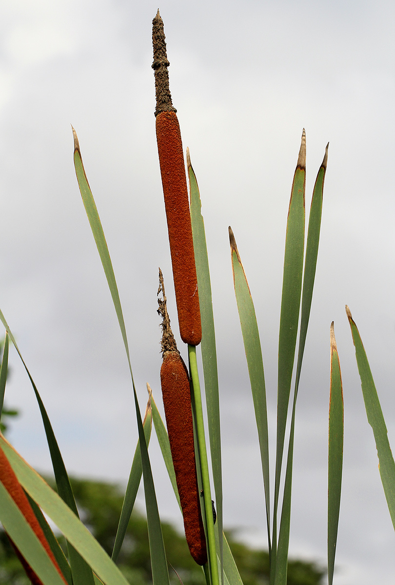 Typha capensis Typha capensis