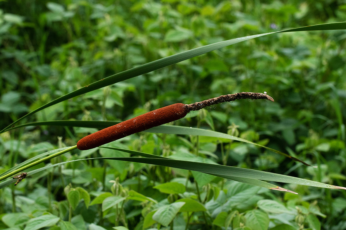 Typha capensis Typha capensis