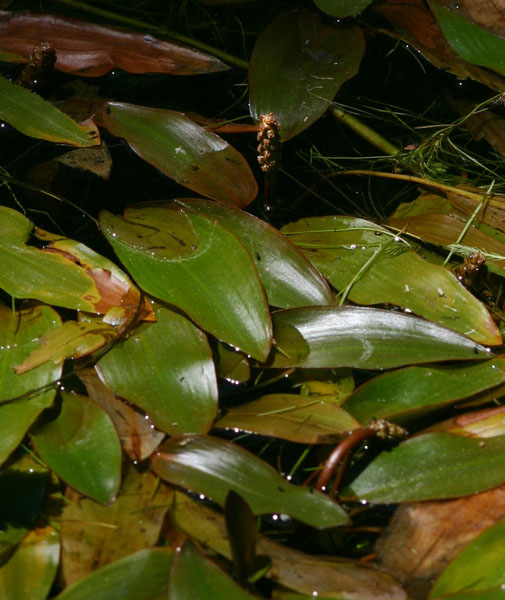 Potamogeton nodosus