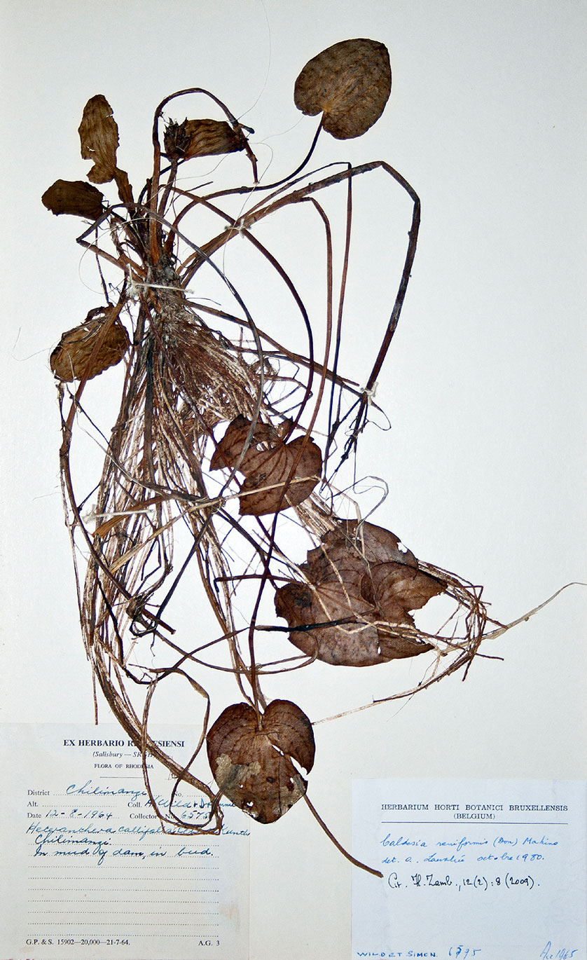 Caldesia parnassifolia Caldesia parnassifolia