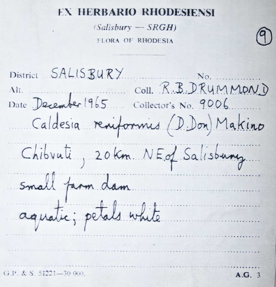 Caldesia parnassifolia Caldesia parnassifolia