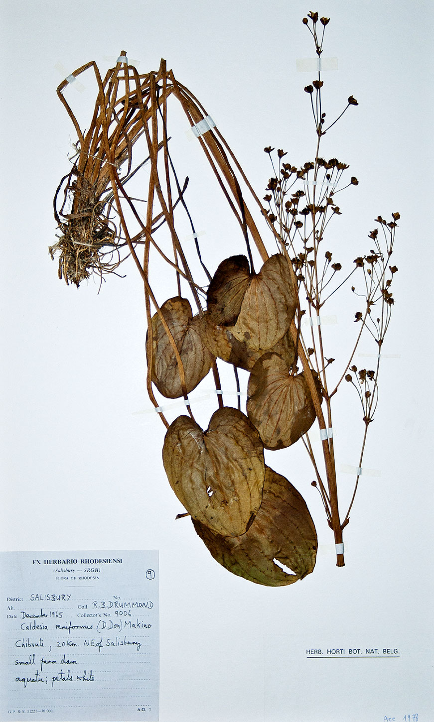 Caldesia parnassifolia Caldesia parnassifolia