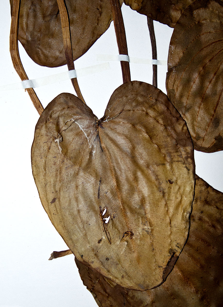 Caldesia parnassifolia Caldesia parnassifolia