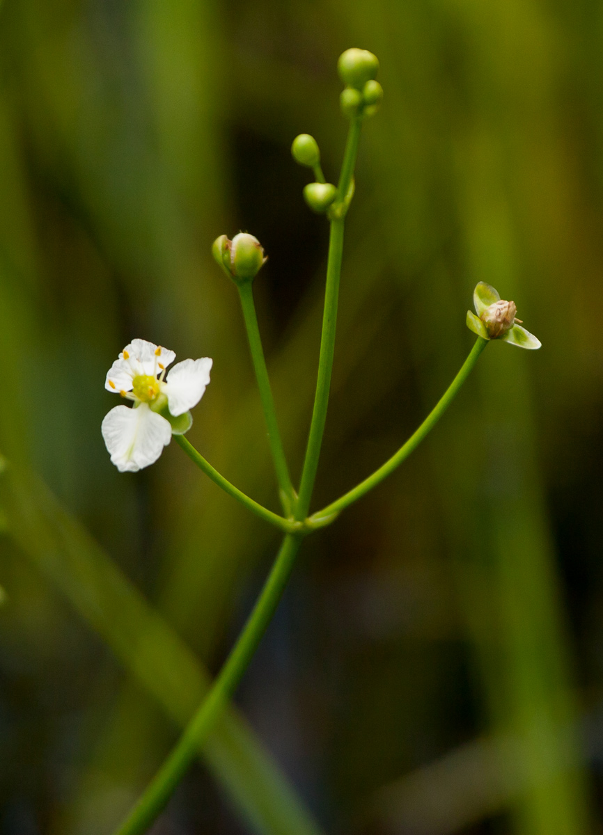 Caldesia parnassifolia