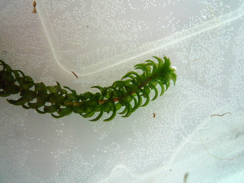 Lagarosiphon ilicifolius Lagarosiphon ilicifolius