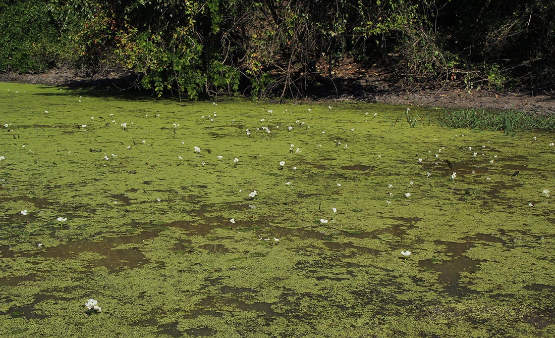 Ottelia exserta Ottelia exserta