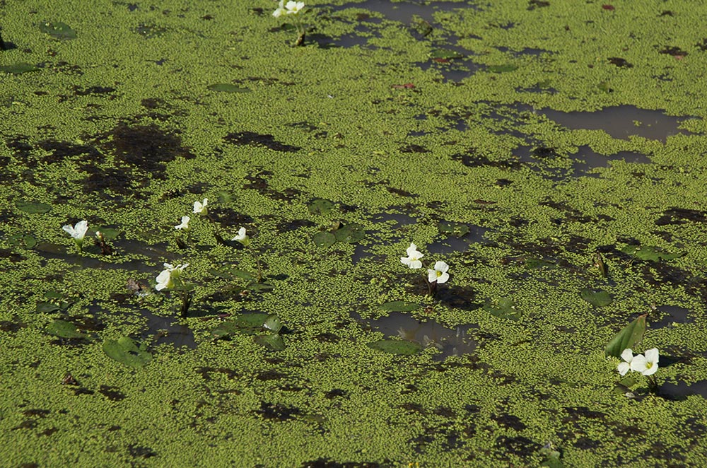 Ottelia exserta Ottelia exserta