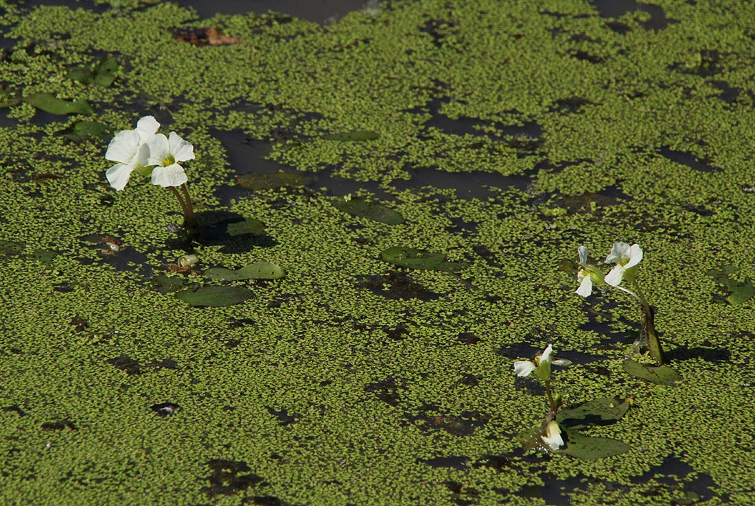 Ottelia exserta Ottelia exserta