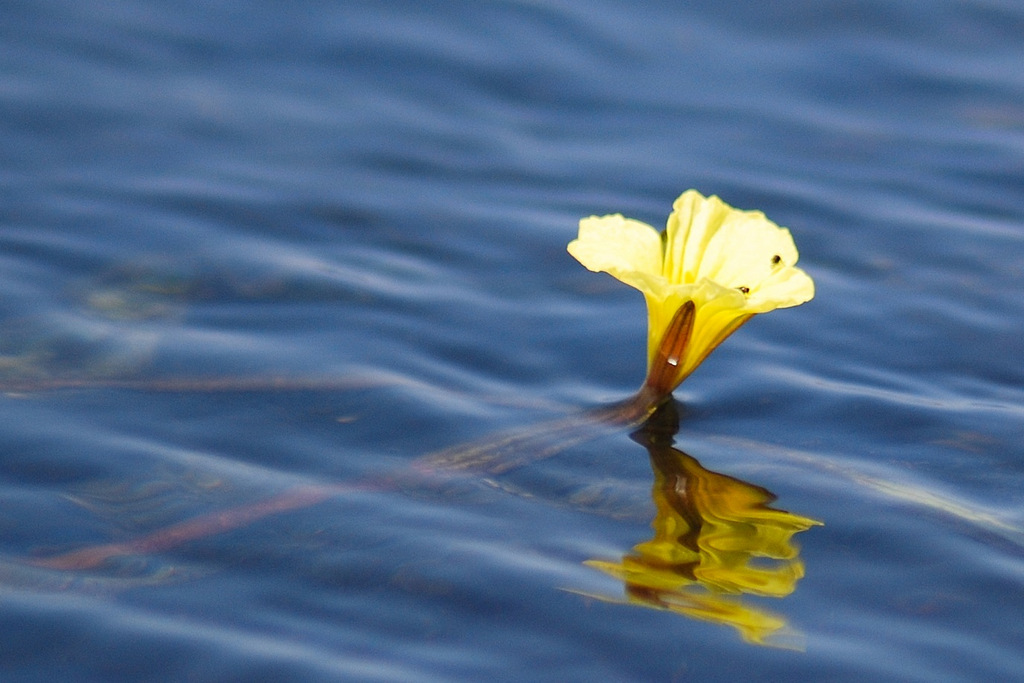 Ottelia ulvifolia subsp. ulvifolia