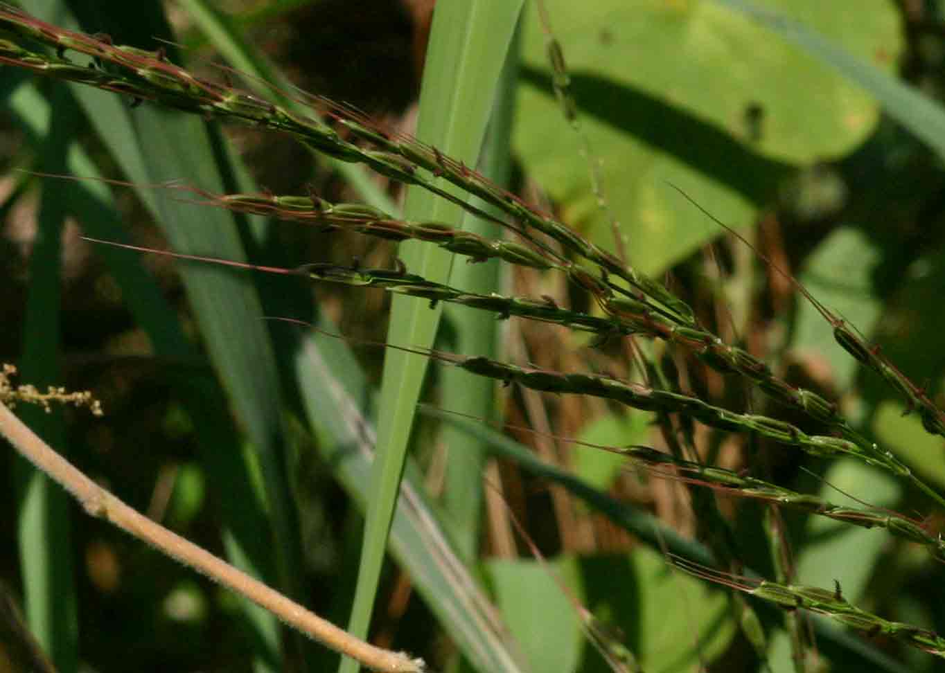 Oryza longistaminata Oryza longistaminata