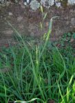 Bromus catharticus