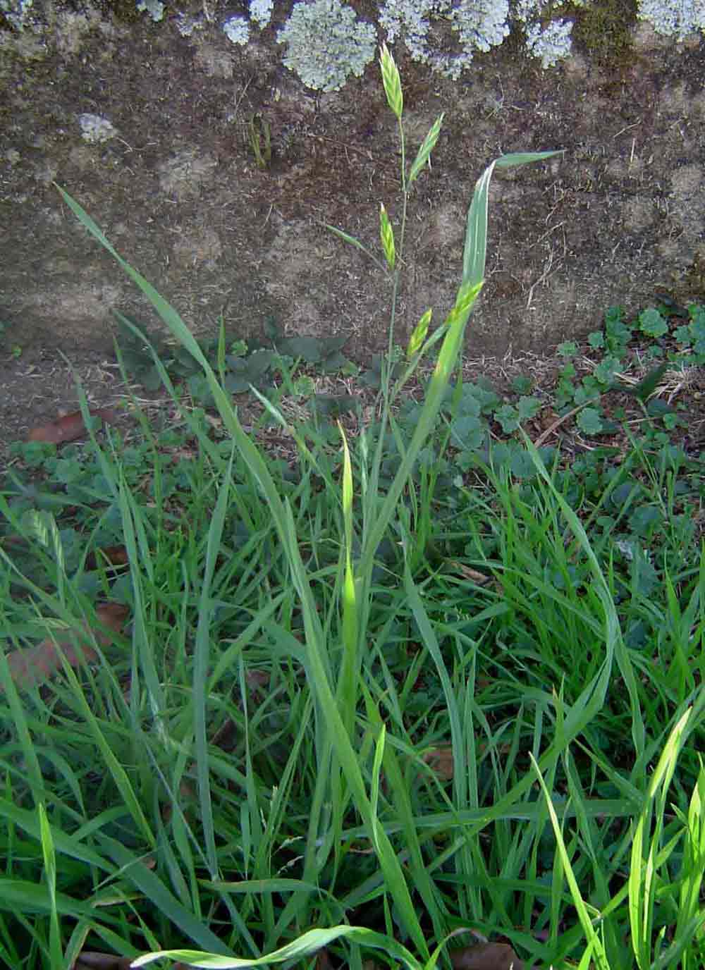 Bromus catharticus