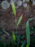 Bromus catharticus