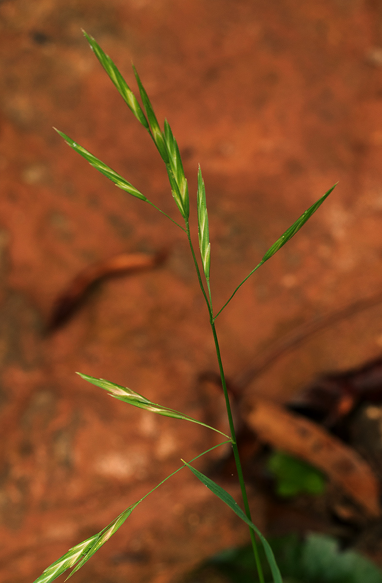 Bromus catharticus